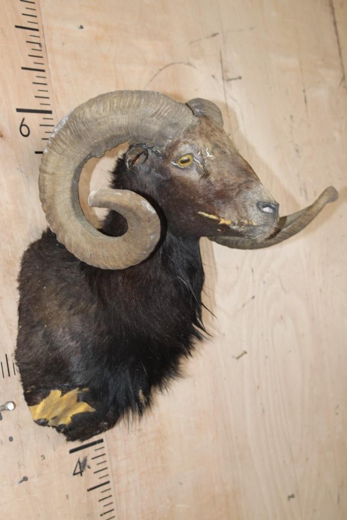 BLACK HAWAIIAN RAM Shoulder Mount Taxidermy Form with *Real Horns* - 2