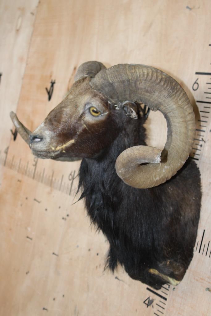 BLACK HAWAIIAN RAM Shoulder Mount Taxidermy Form with *Real Horns* - 3