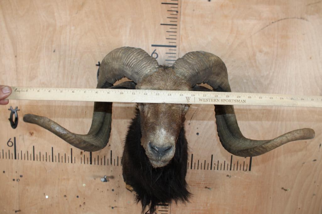 BLACK HAWAIIAN RAM Shoulder Mount Taxidermy Form with *Real Horns* - 4