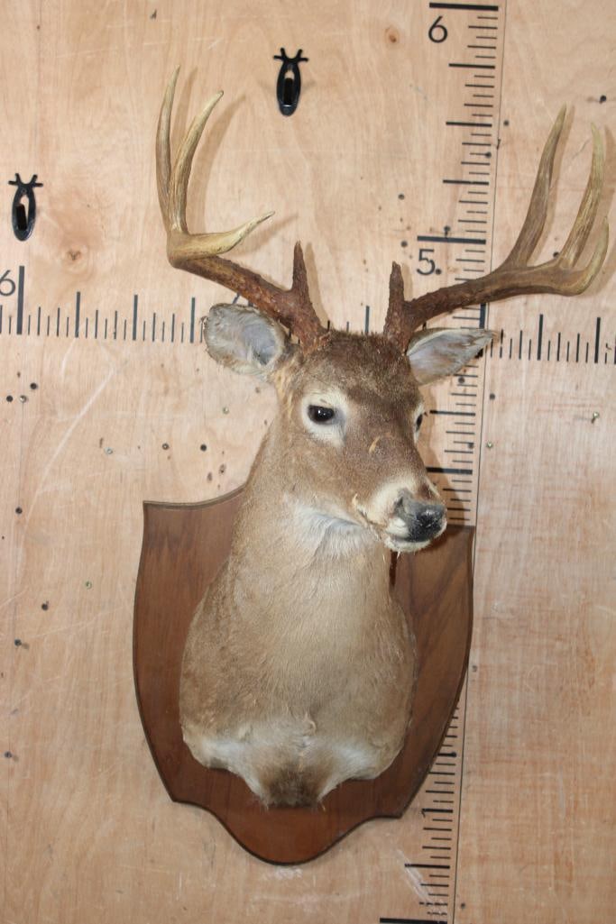 WHITETAIL DEER Taxidermy Form with a 9-Point Antler Rack on a Wood Plaque - 2