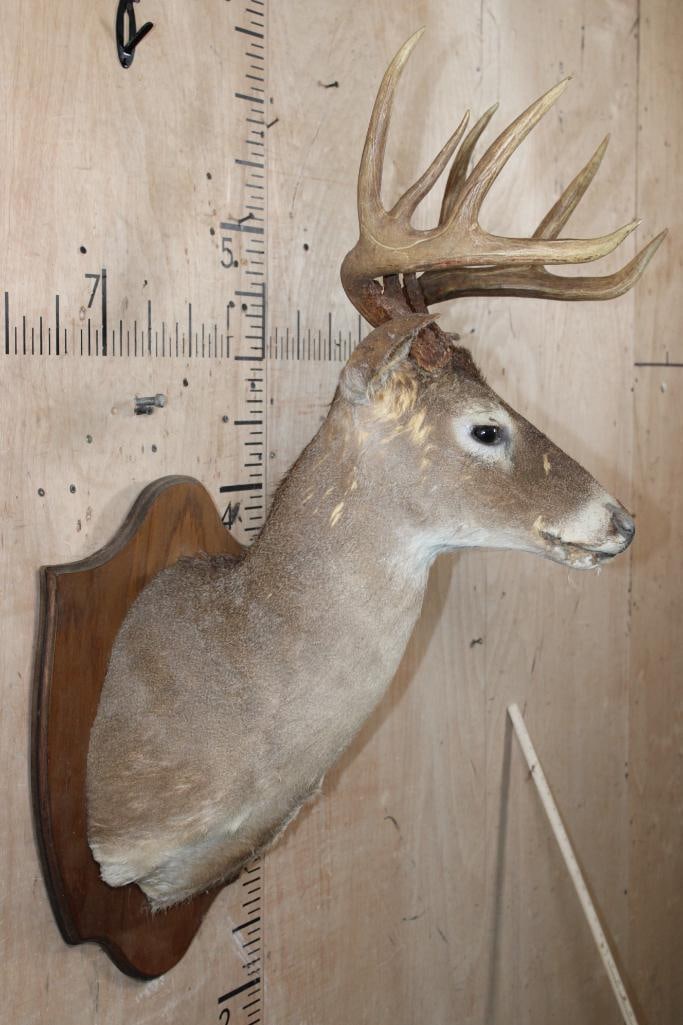 WHITETAIL DEER Taxidermy Form with a 9-Point Antler Rack on a Wood Plaque - 3