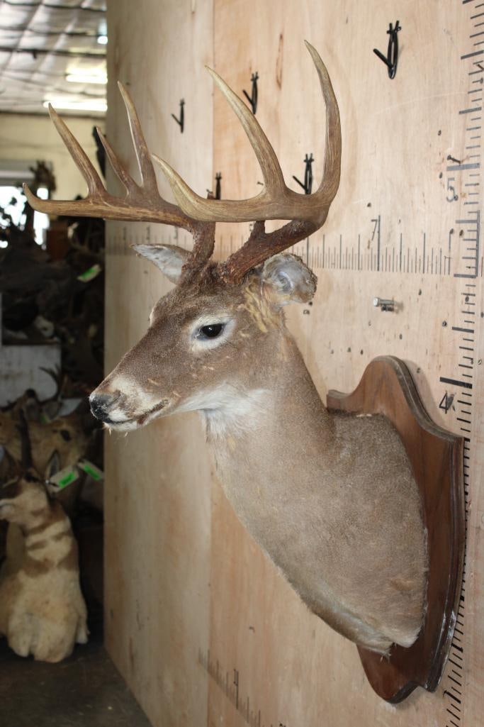 WHITETAIL DEER Taxidermy Form with a 9-Point Antler Rack on a Wood Plaque - 4