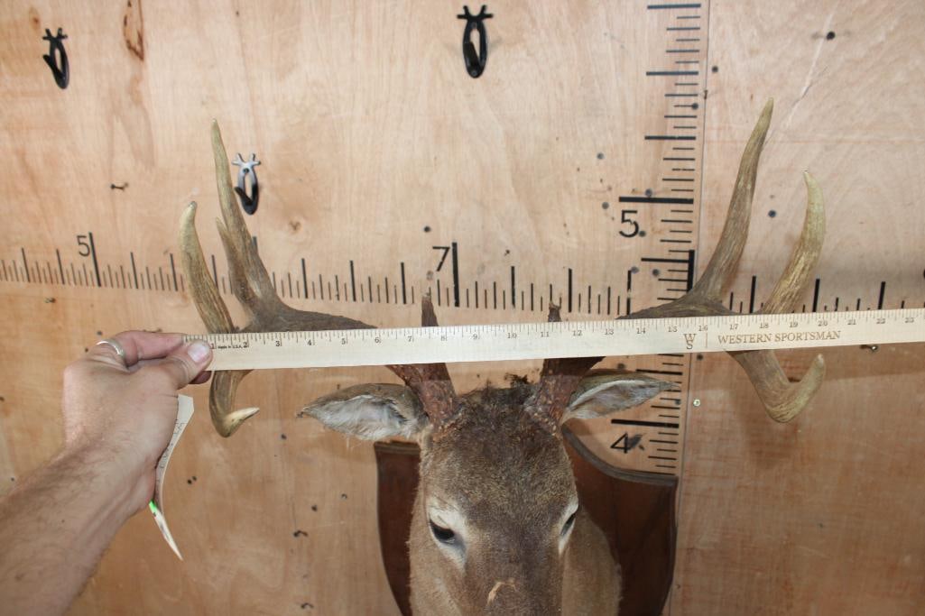 WHITETAIL DEER Taxidermy Form with a 9-Point Antler Rack on a Wood Plaque - 5