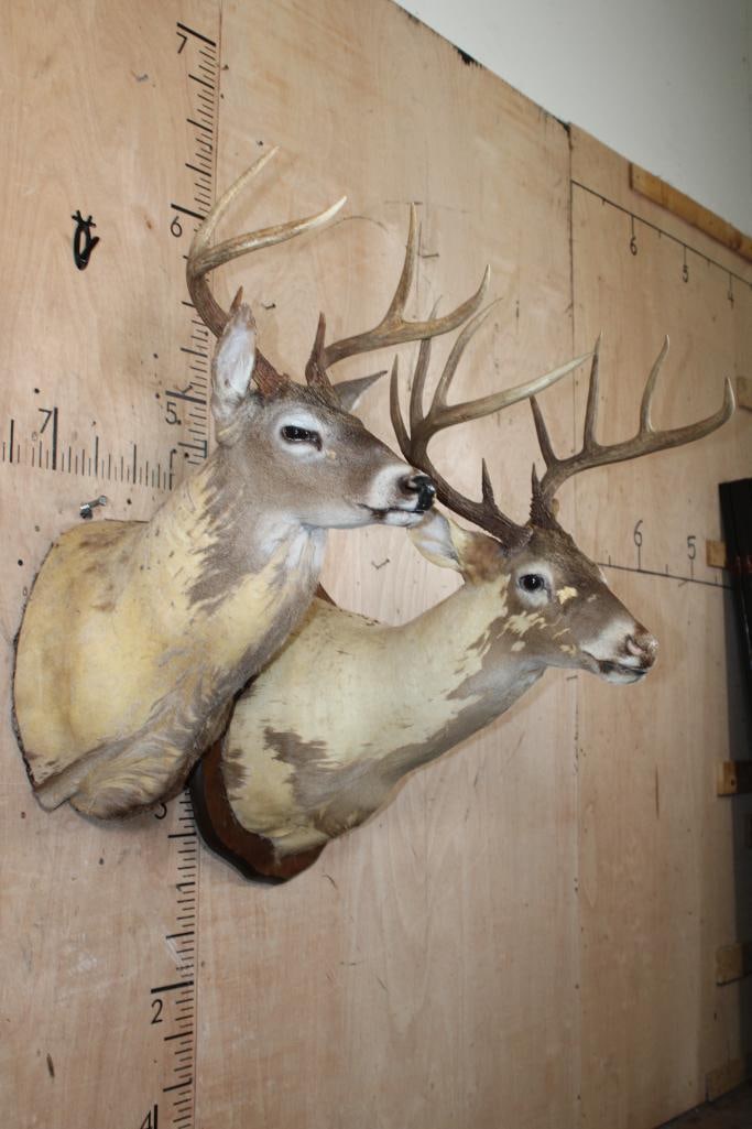 (2) WHITETAIL DEER Shoulder Mount Taxidermy Forms with Antlers - 2