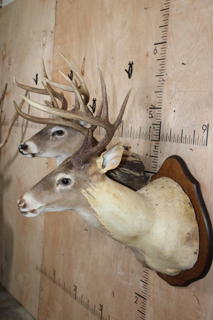(2) WHITETAIL DEER Shoulder Mount Taxidermy Forms with Antlers - 3