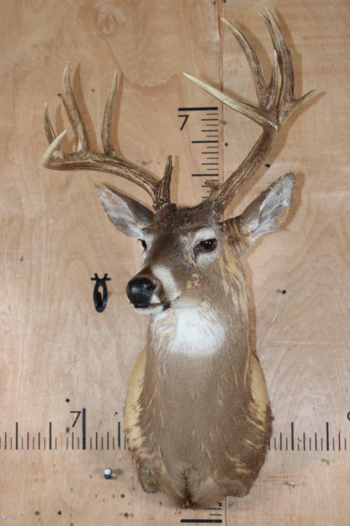 WHITETAIL DEER Shoulder Mount Taxidermy Form with a 12-Point Antler Rack - 2