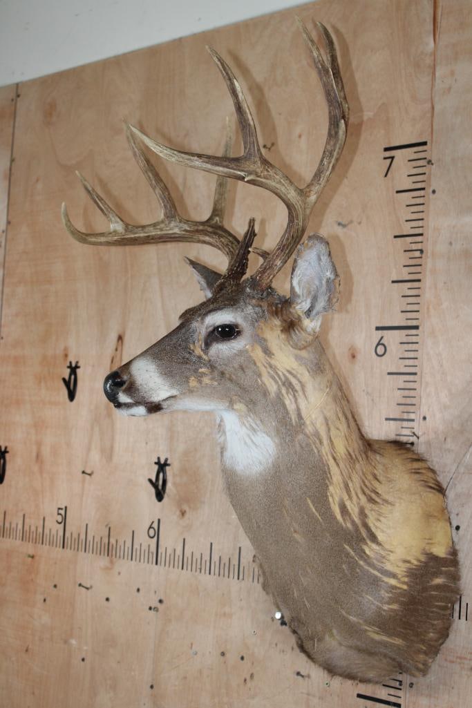 WHITETAIL DEER Shoulder Mount Taxidermy Form with a 12-Point Antler Rack - 3