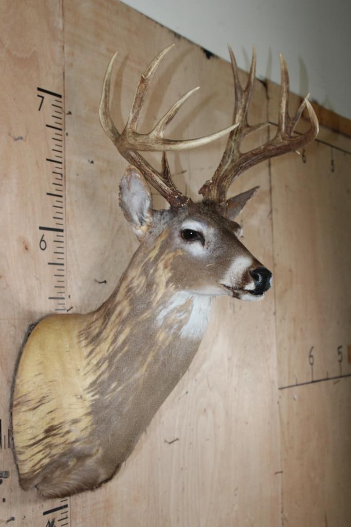 WHITETAIL DEER Shoulder Mount Taxidermy Form with a 12-Point Antler Rack - 4