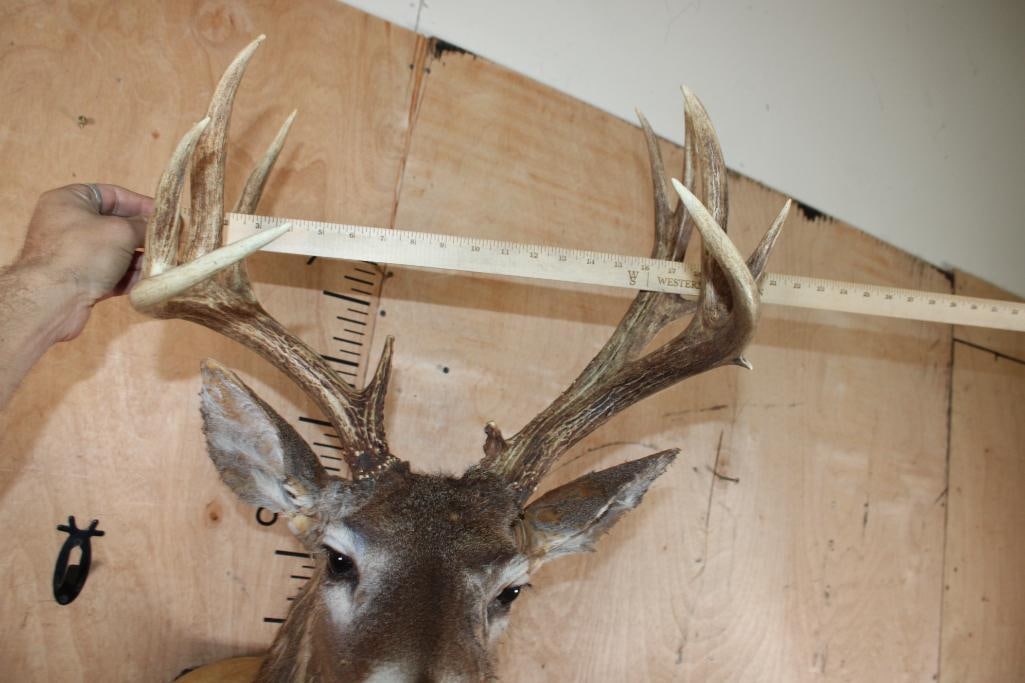 WHITETAIL DEER Shoulder Mount Taxidermy Form with a 12-Point Antler Rack - 5