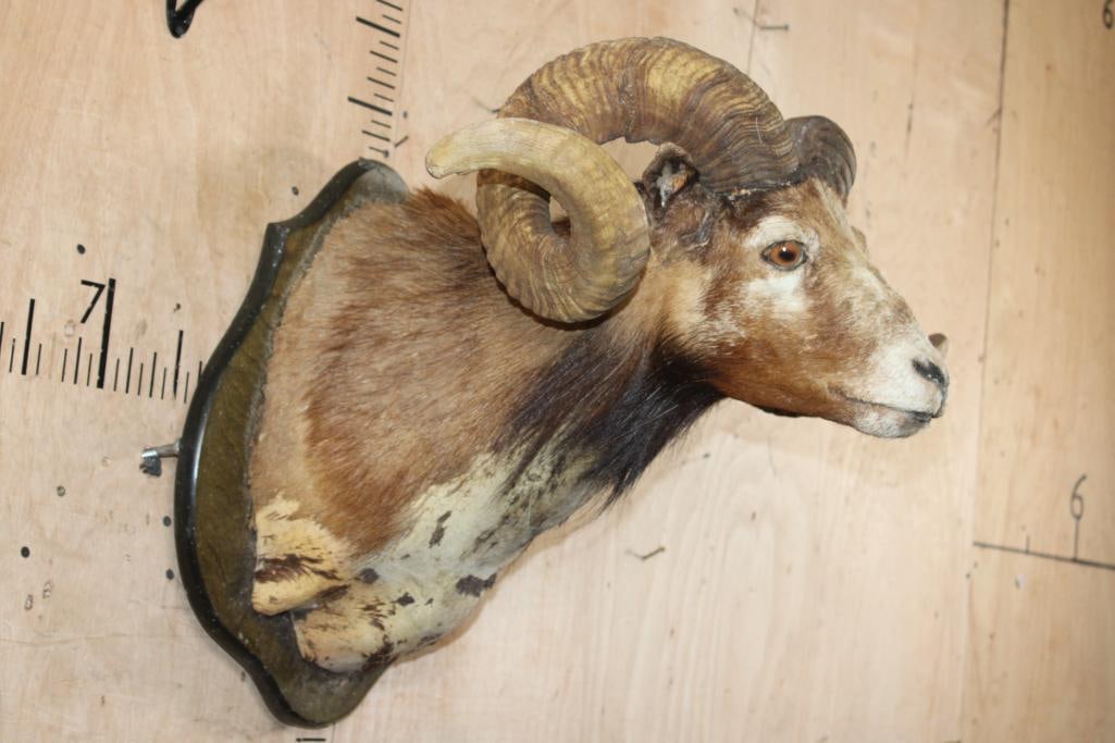 CORSICAN SHEEP Shoulder Mount Taxidermy Form with Big Horns on a Wood Plaque - 2