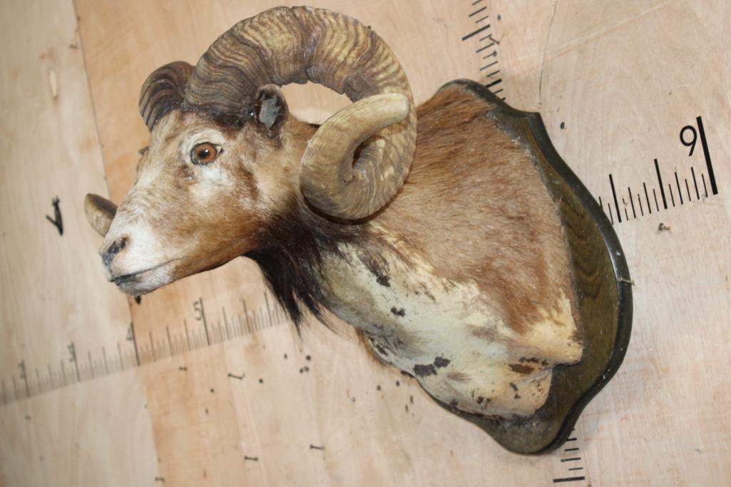 CORSICAN SHEEP Shoulder Mount Taxidermy Form with Big Horns on a Wood Plaque - 3