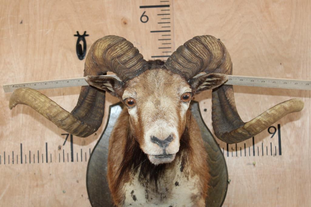 CORSICAN SHEEP Shoulder Mount Taxidermy Form with Big Horns on a Wood Plaque - 4