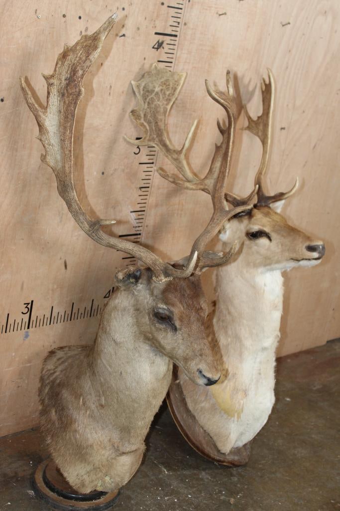 (2) FALLOW DEER Shoulder Mount Taxidermy Forms - 2