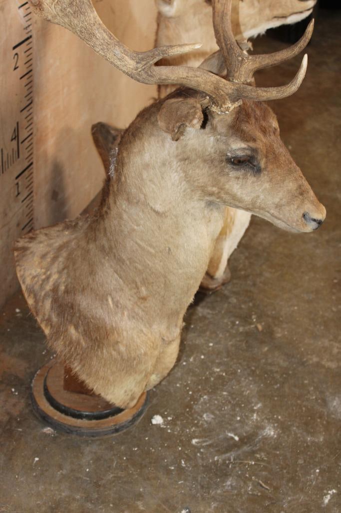 (2) FALLOW DEER Shoulder Mount Taxidermy Forms - 3