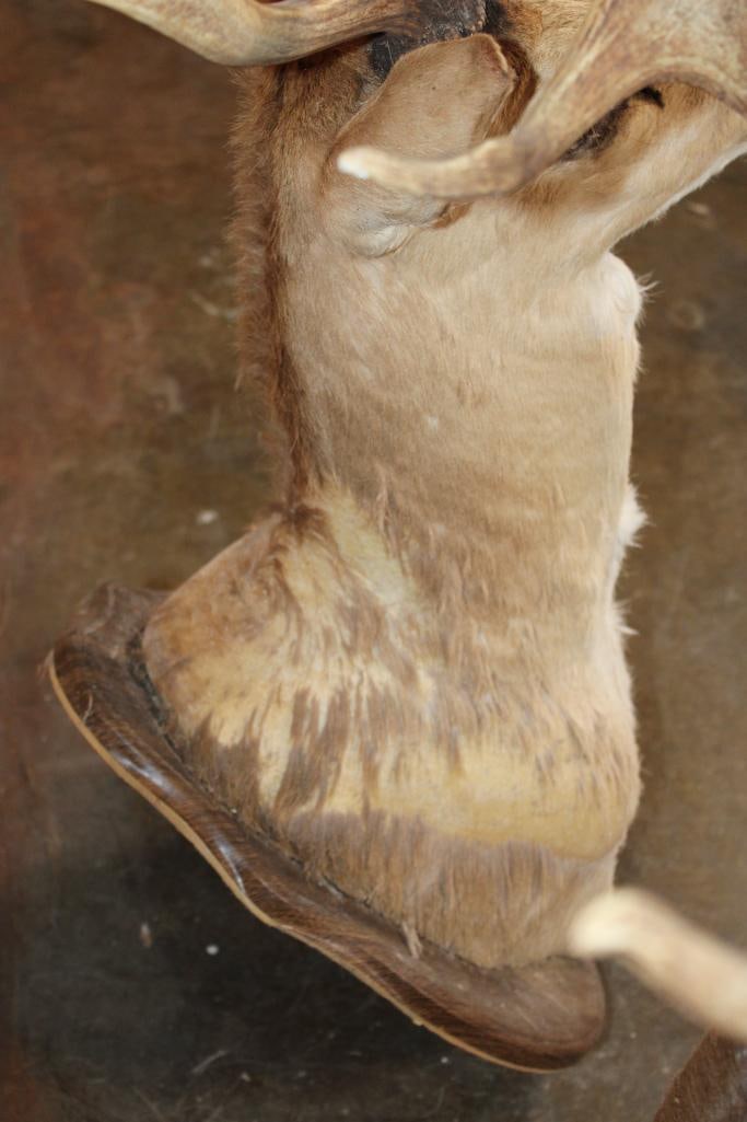 (2) FALLOW DEER Shoulder Mount Taxidermy Forms - 4