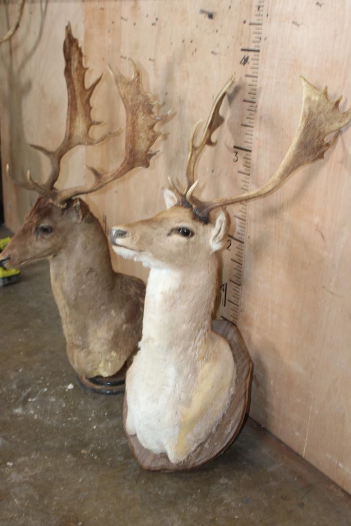 (2) FALLOW DEER Shoulder Mount Taxidermy Forms - 5