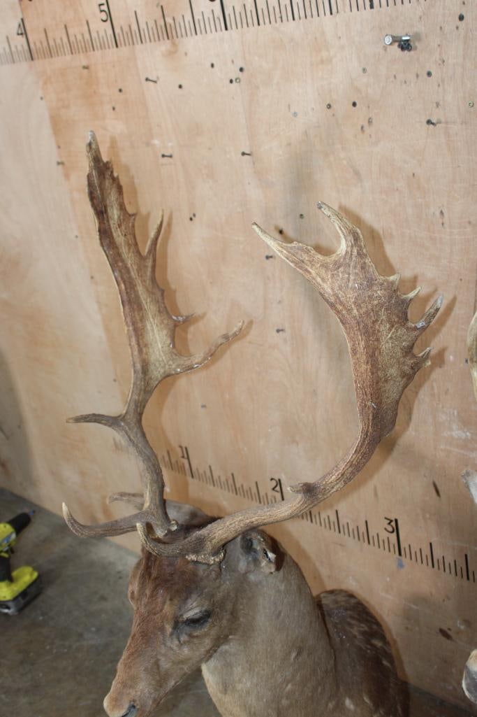 (2) FALLOW DEER Shoulder Mount Taxidermy Forms - 6
