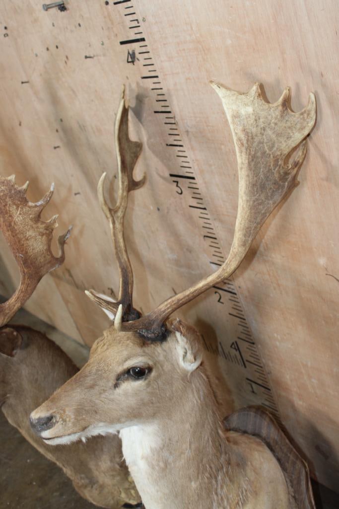 (2) FALLOW DEER Shoulder Mount Taxidermy Forms - 7