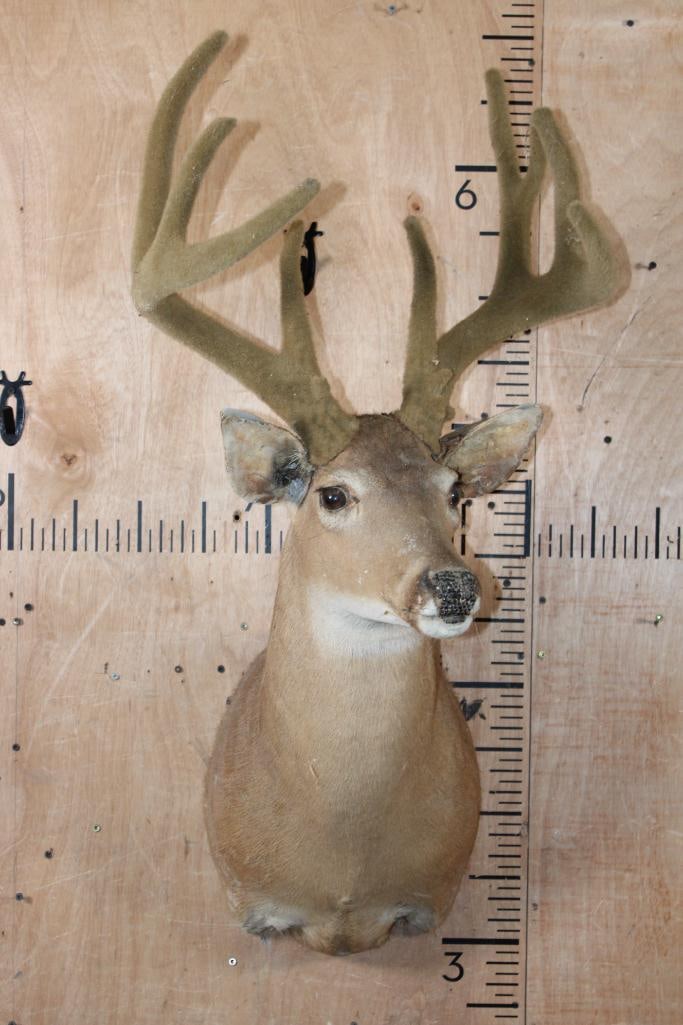 WHITETAIL DEER Taxidermy Form with Real Antlers in Reproduction Velvet - 2