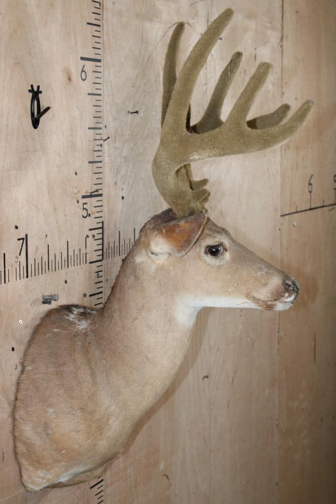 WHITETAIL DEER Taxidermy Form with Real Antlers in Reproduction Velvet - 3