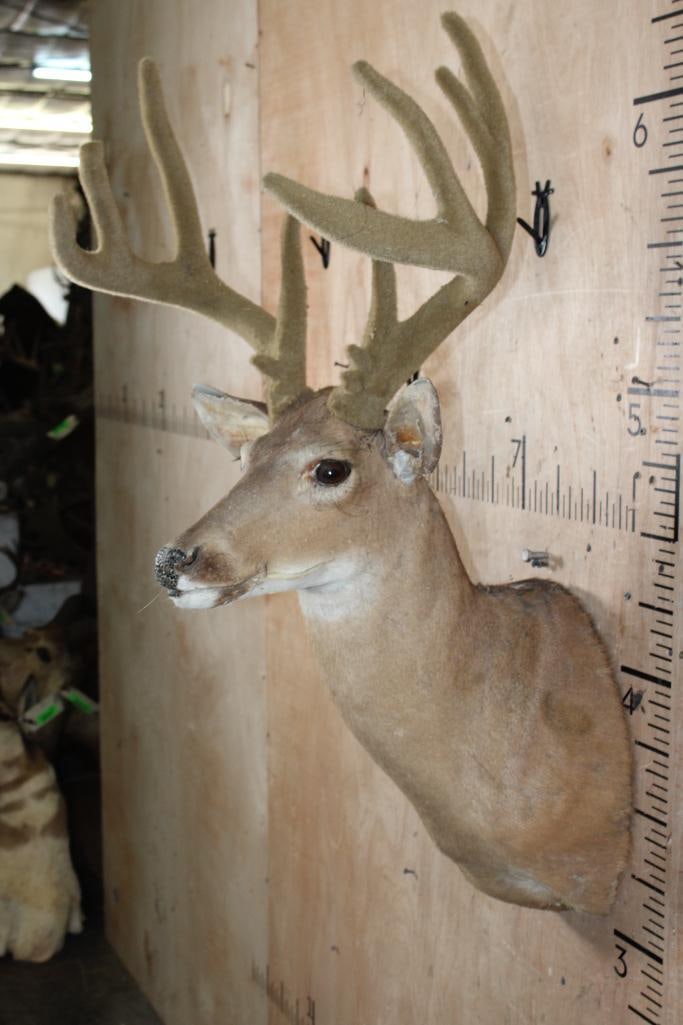 WHITETAIL DEER Taxidermy Form with Real Antlers in Reproduction Velvet - 4