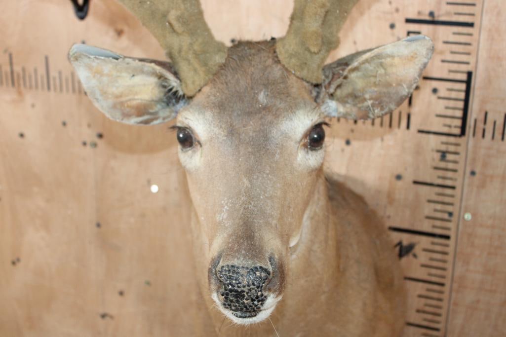 WHITETAIL DEER Taxidermy Form with Real Antlers in Reproduction Velvet - 5