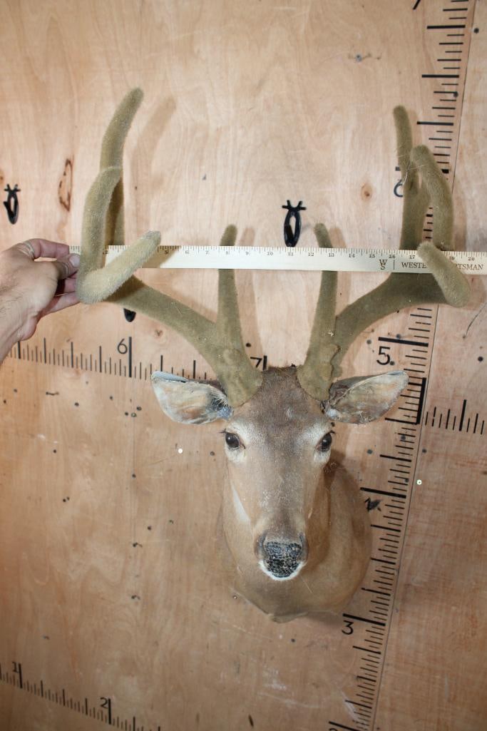 WHITETAIL DEER Taxidermy Form with Real Antlers in Reproduction Velvet - 6