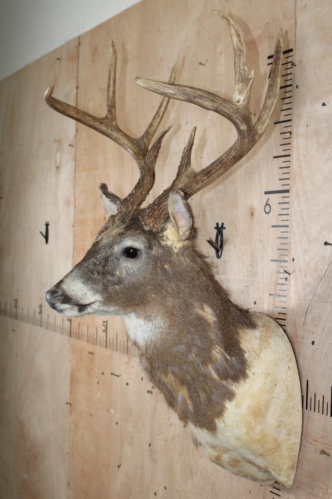 WHITETAIL DEER Taxidermy Form with an 8-Point Rack - 2
