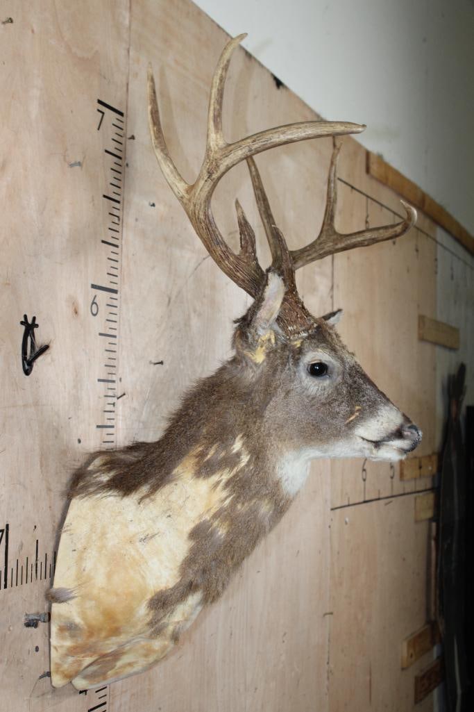 WHITETAIL DEER Taxidermy Form with an 8-Point Rack - 3