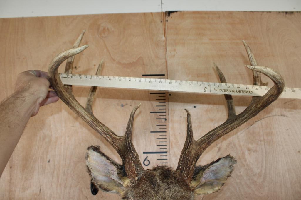 WHITETAIL DEER Taxidermy Form with an 8-Point Rack - 4