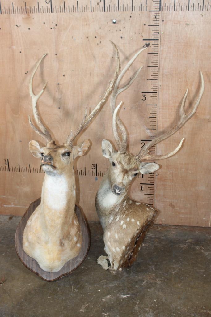 WHITETAIL DEER Taxidermy Form with an 8-Point Rack - 5