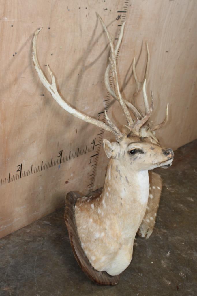 WHITETAIL DEER Taxidermy Form with an 8-Point Rack - 6