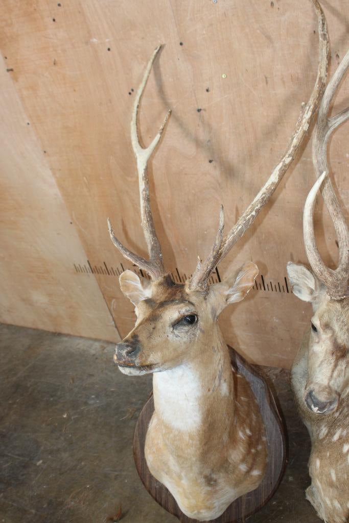 WHITETAIL DEER Taxidermy Form with an 8-Point Rack - 7