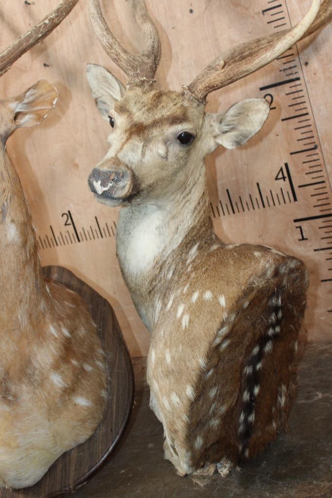 WHITETAIL DEER Taxidermy Form with an 8-Point Rack - 8