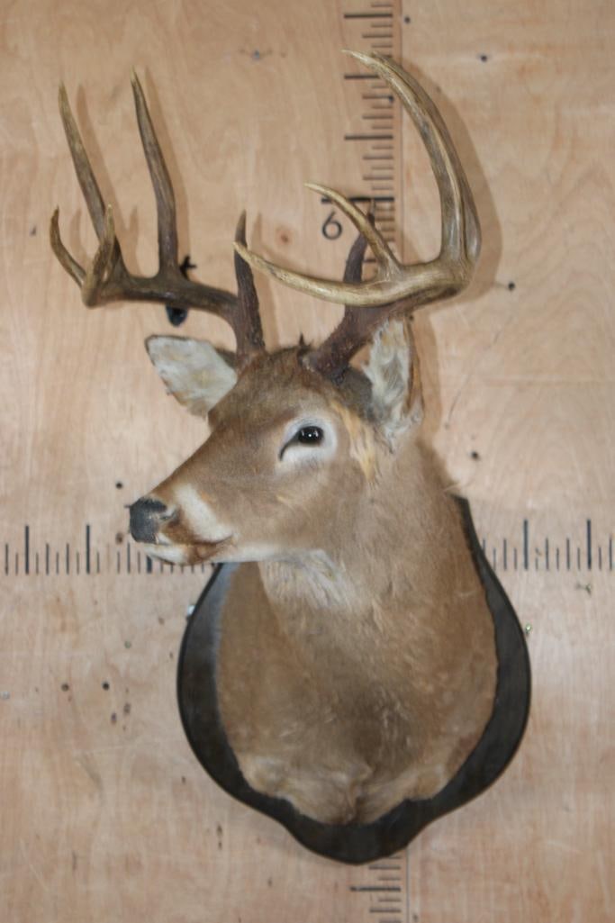 WHITETAIL DEER Taxidermy Form for a Shoulder Mount with a 10-Point Rack on a Wood Plaque - 2