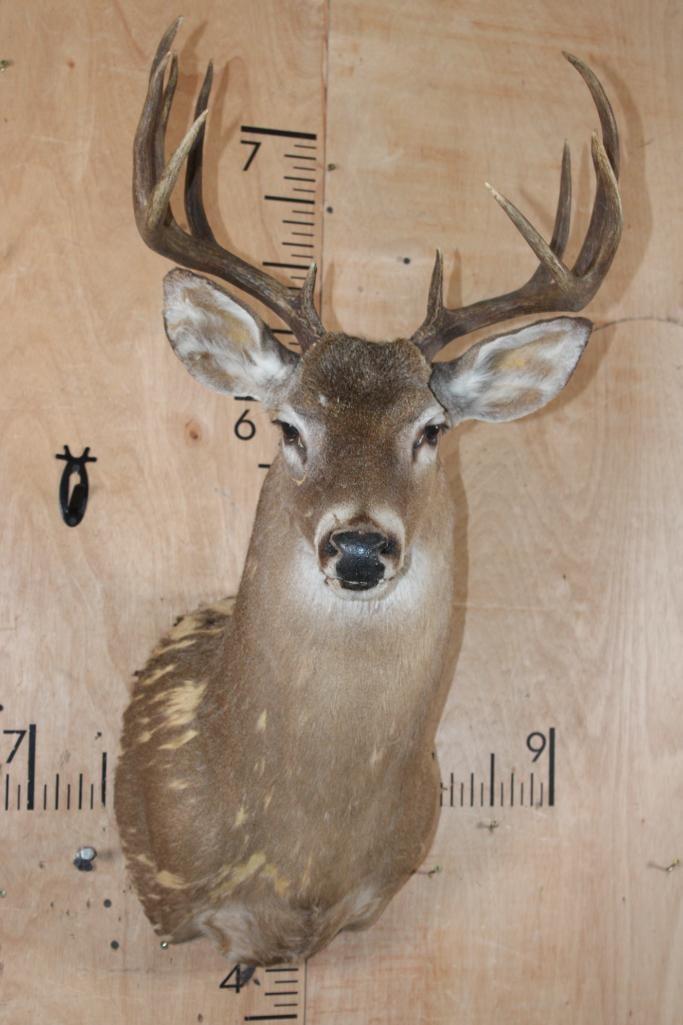 WHITETAIL DEER Shoulder Mount Taxidermy Form with a 12-Point Antler Rack: WHITETAIL DEER Shoulder Mount Taxidermy Form. It has a 12-Point Antler Rack with a 16.75" Spread. TAXIDERMY FORMS 