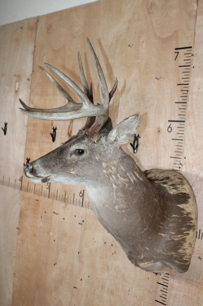 WHITETAIL DEER Taxidermy Form for a Shoulder Mount with a 9-Point Antler Rack - 2