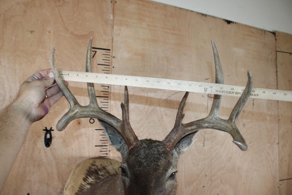 WHITETAIL DEER Taxidermy Form for a Shoulder Mount with a 9-Point Antler Rack - 3