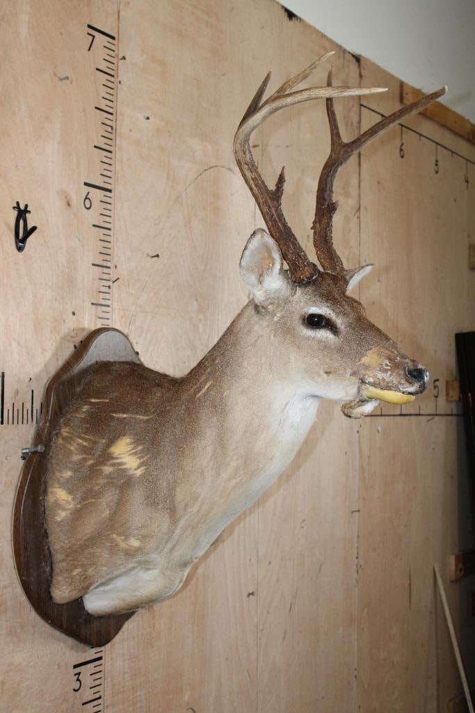 WHITETAIL DEER Shoulder Mount Taxidermy Form with a 7-Point Antler Rack - 2