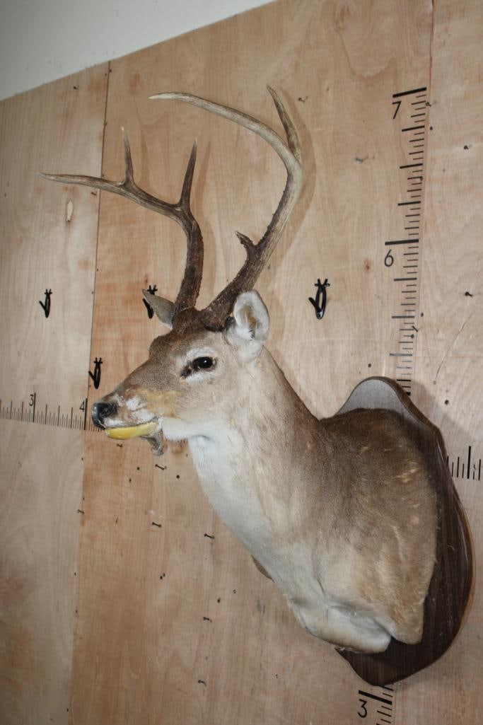 WHITETAIL DEER Shoulder Mount Taxidermy Form with a 7-Point Antler Rack - 3