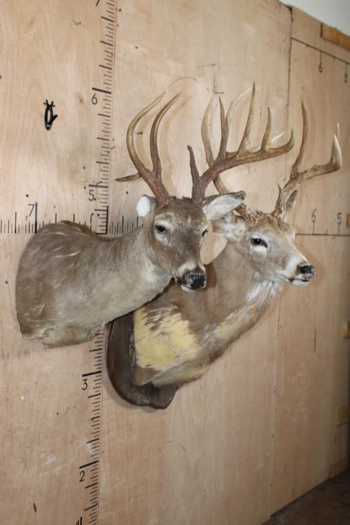 (2) WHITETAIL DEER Shoulder Mount Taxidermy Forms with Antler Racks - 2
