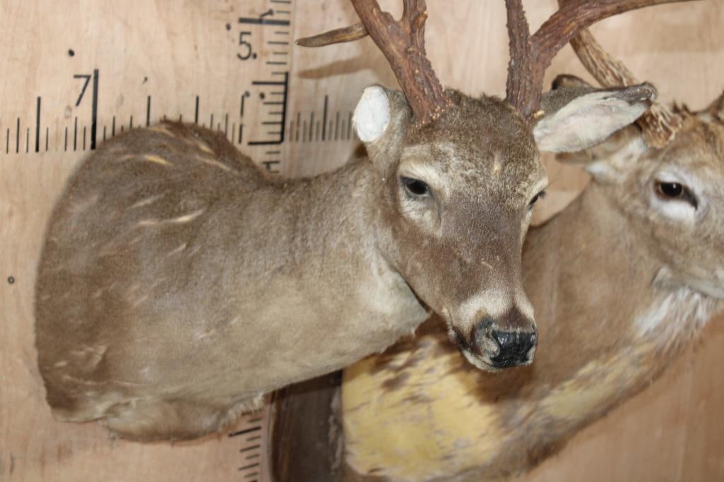 (2) WHITETAIL DEER Shoulder Mount Taxidermy Forms with Antler Racks - 3