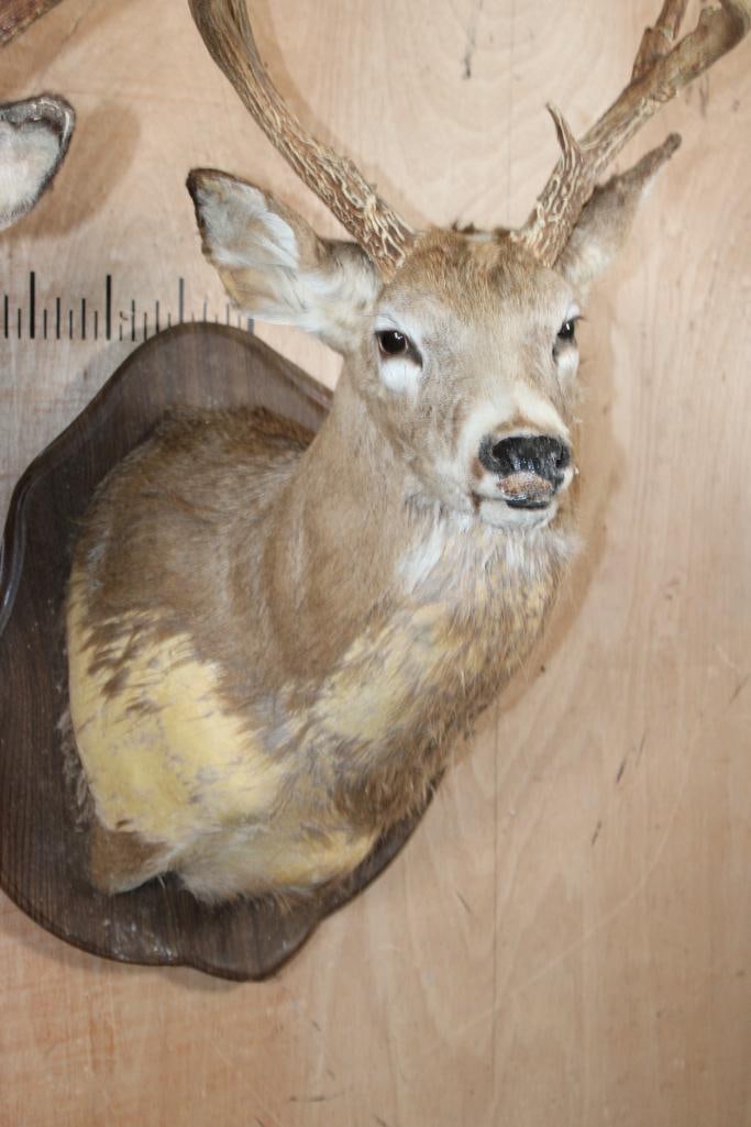 (2) WHITETAIL DEER Shoulder Mount Taxidermy Forms with Antler Racks - 4