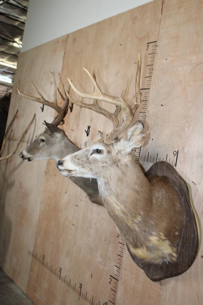 (2) WHITETAIL DEER Shoulder Mount Taxidermy Forms with Antler Racks - 5