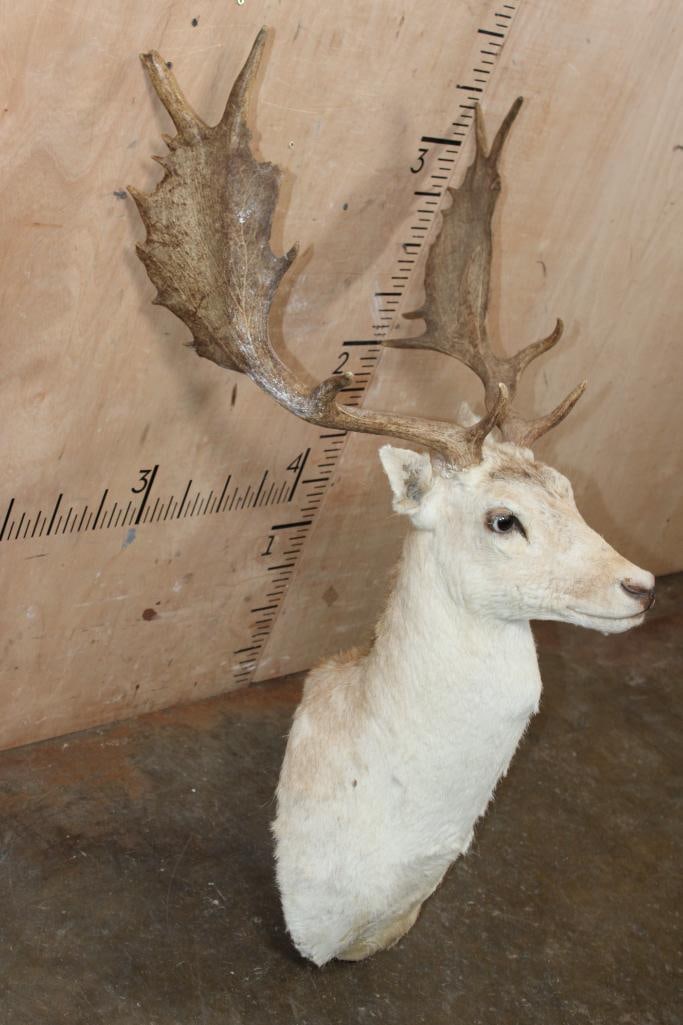 Big FALLOW Deer Taxidermy Form for a Shoulder Mount with an 18-Point Rack - 2