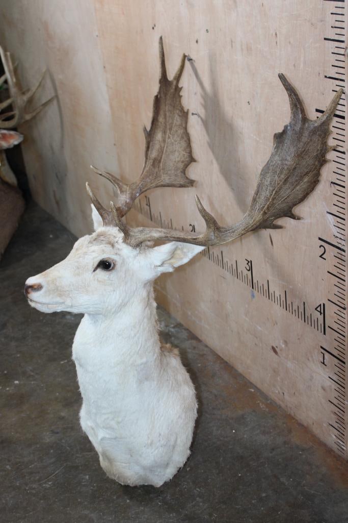 Big FALLOW Deer Taxidermy Form for a Shoulder Mount with an 18-Point Rack - 3