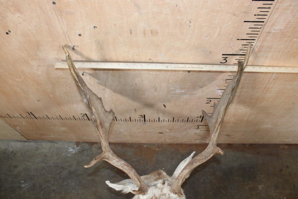 Big FALLOW Deer Taxidermy Form for a Shoulder Mount with an 18-Point Rack - 4