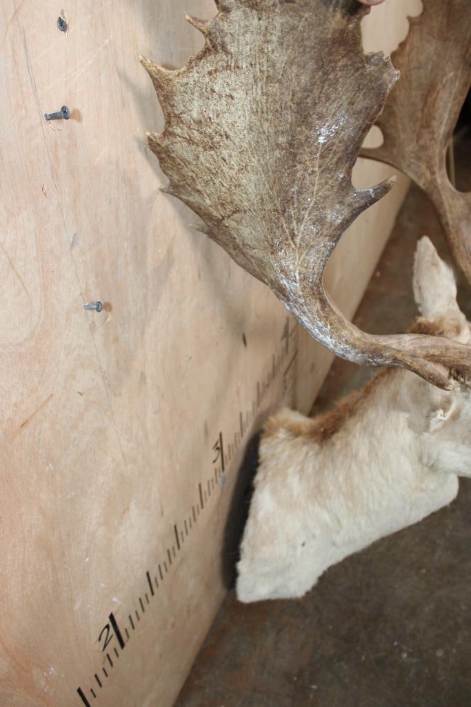 Big FALLOW Deer Taxidermy Form for a Shoulder Mount with an 18-Point Rack - 5