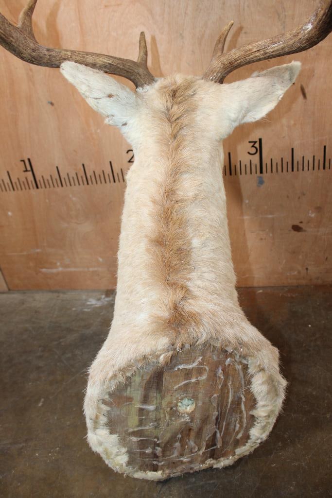 Big FALLOW Deer Taxidermy Form for a Shoulder Mount with an 18-Point Rack - 6