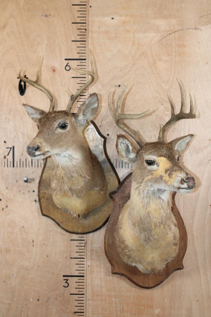 (2) WHITETAIL DEER Shoulder Mount Taxidermy Forms with Antlers and Wood Plaques (1 of 3)